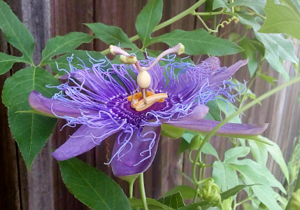 [This flower is fully open which means its eight purple petals are horizontal. Eminating from the center atop the petals are thin blueish-purple threads which are somewhat kinked. Each petals has at least a half-dozen threads over it. In the center is what appears to be a three-legged acrobat doing a handstand on a set of short orange bars. The orange is at the center and from it arises three or four stems which support a slightly elongated ball. From the ball extend three thicker stems which extend slightly upward as well as outward in three different directions. The ends of these stems are thicker than the portion coming out of the ball.]